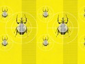 Beetles crawling up a yellow background