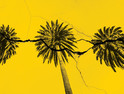 palm trees on cracked yellow background
