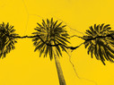 palm trees on cracked yellow background
