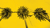 palm trees on cracked yellow background